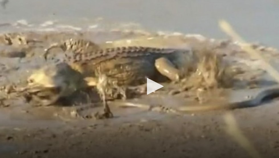 Đụng độ cá sấu "khủng", rắn mamba đen bị quăng quật rồi ăn thịt 